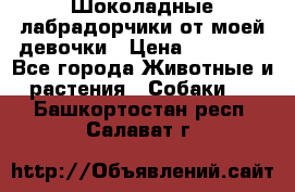 Шоколадные лабрадорчики от моей девочки › Цена ­ 25 000 - Все города Животные и растения » Собаки   . Башкортостан респ.,Салават г.